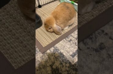 Cute bunny gets comfy #rabbit #shorts #bunny #cutepets