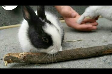 Cute rabbit washing her face #shorts