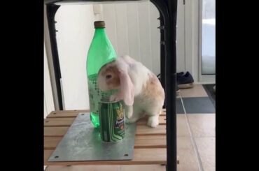 Cute Rabbit and Goofy Cat complication