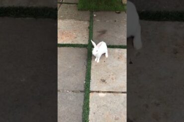 cute rabbit