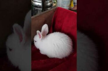 cute bunny
