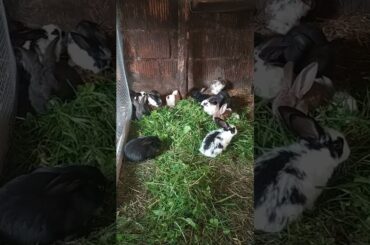 many Funny little bunny rabbit Videos #3 - Cute baby Rabbits Compilation 2021