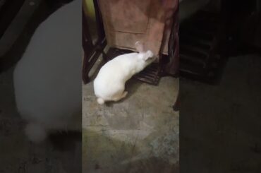 cute rabbit || #shorts