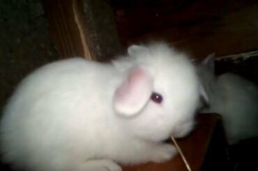 Oh My God, So Cute Bunny.... Rabbit and Bunny