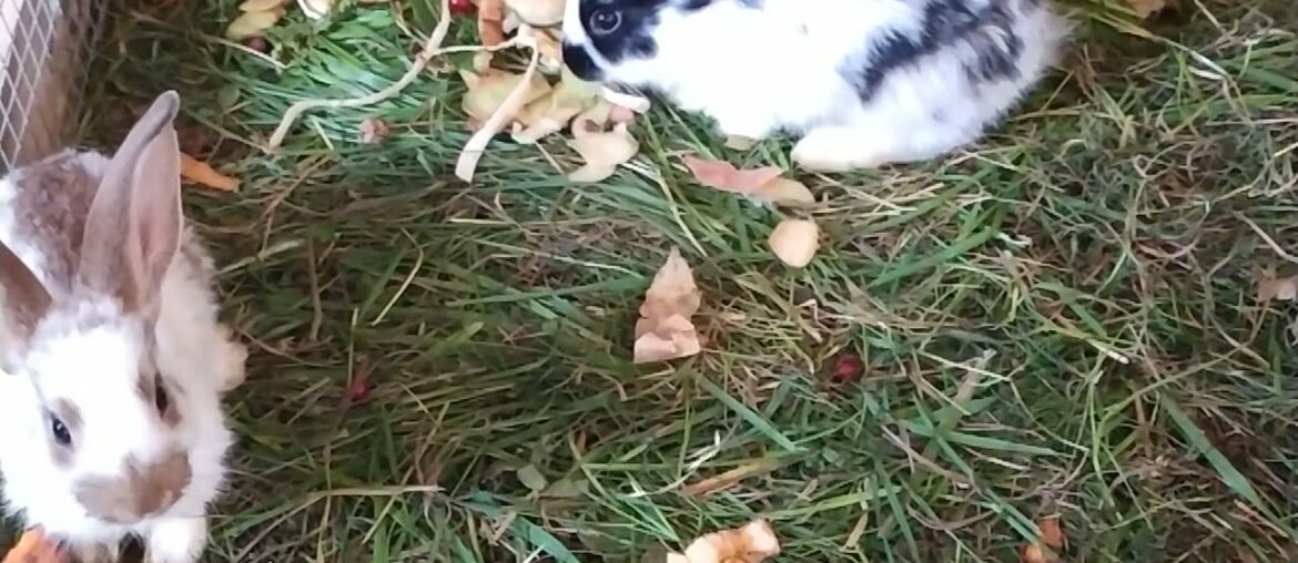 many Funny little bunny rabbit Videos #4 – Cute baby Rabbits Compilation 2021 many Funny little bunny rabbit Videos #4 - Cute baby Rabbits Compilation 2021