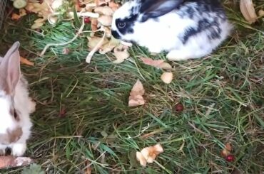 many Funny little bunny rabbit Videos #4 - Cute baby Rabbits Compilation 2021