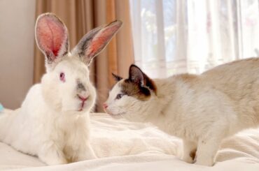 Cute Cat befriend a Giant Rabbit