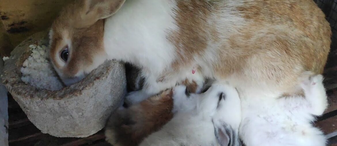 mother rabbit nursuing her baby while eating – 5 cute baby rabbits mother rabbit nursuing her baby while eating - 5 cute baby rabbits