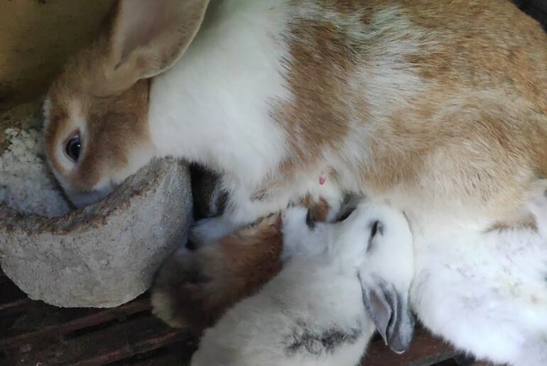 mother rabbit nursuing her baby while eating - 5 cute baby rabbits
