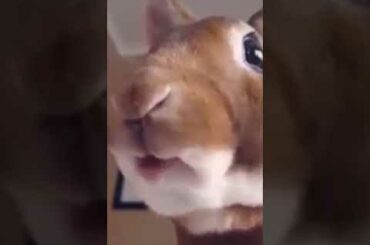 Cute Bunny Really Loves the Food He Eats #shorts