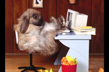 Super cool loyal cute red eyes Rabbit baby - Rabbit baby taking message