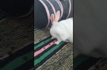 My Cute Rabbit || Pet Rabbit