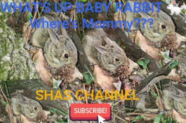 It's Amazing and cutest Baby Rabbit at my Lawn