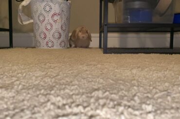 Cute Bunny charges at me!