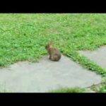 Cute Rabbit 3