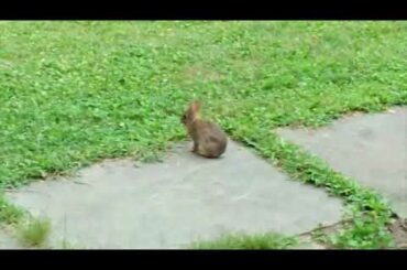 Cute Rabbit 3