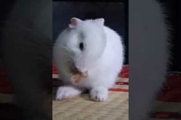 cute rabbit / cute animals / shorts / reels / AATHIL VLOG