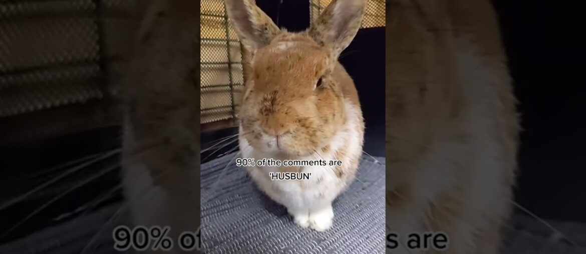 Cute rabbit Baby rabbit Video of rabbit Lovely rabbit Compilation Lovely rabbit #shorts22