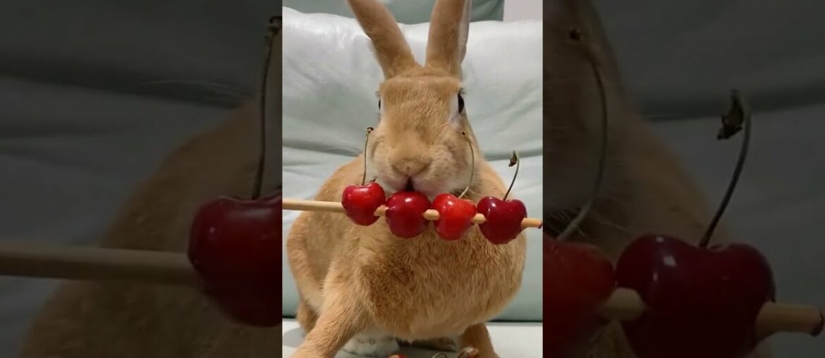Cute rabbit Baby rabbit Video of rabbit Lovely rabbit Compilation Lovely rabbit #shorts 29 Cute rabbit Baby rabbit Video of rabbit Lovely rabbit Compilation Lovely rabbit #shorts 29