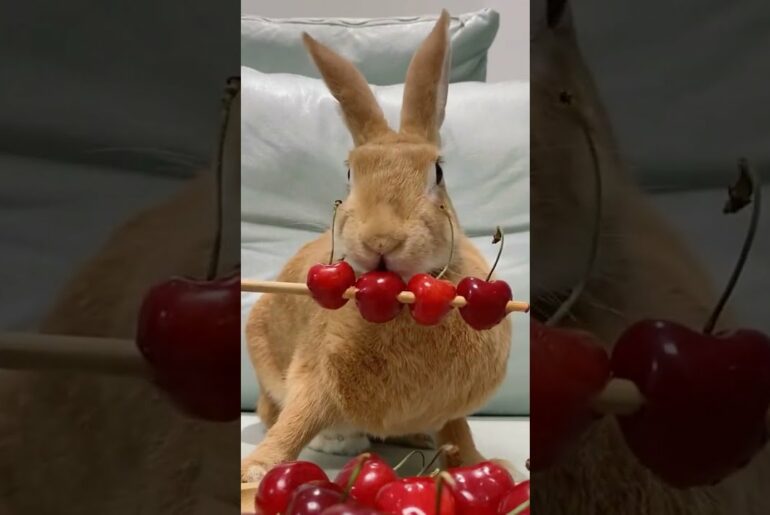 Cute rabbit Baby rabbit Video of rabbit Lovely rabbit Compilation Lovely rabbit #shorts 29