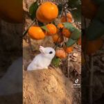 Adorable baby bunny eats orange