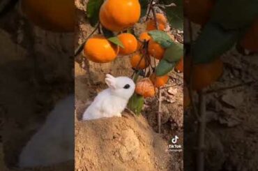 Adorable baby bunny eats orange