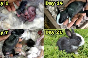 Baby Bunny Growing Up 1 to 21 Days