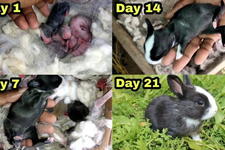 Baby Bunny Growing Up 1 to 21 Days