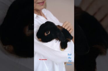 #CUTE #rabbit cute rabbit #funny cute rabbit #shorts