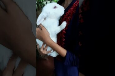 cute rabbit
