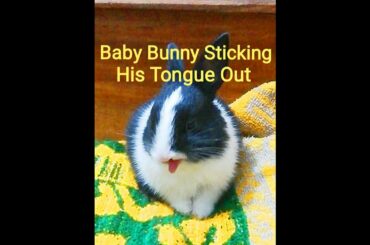 #shorts Cute Baby Bunny Washing Himself and Showing His Tongue. Fascinating Pets.
