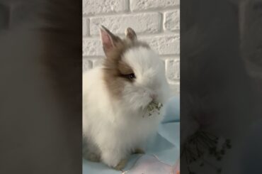 Cute Rabbit #Shorts #Good_Vibes