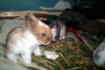 Cute Rabbit Baby's First Time Playing and Jumping Video.