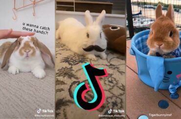Bunnies being cute - Bunny side of TikTok #3