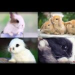 Cute baby rabbit pictures / Rabbit side