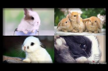 Cute baby rabbit pictures / Rabbit side