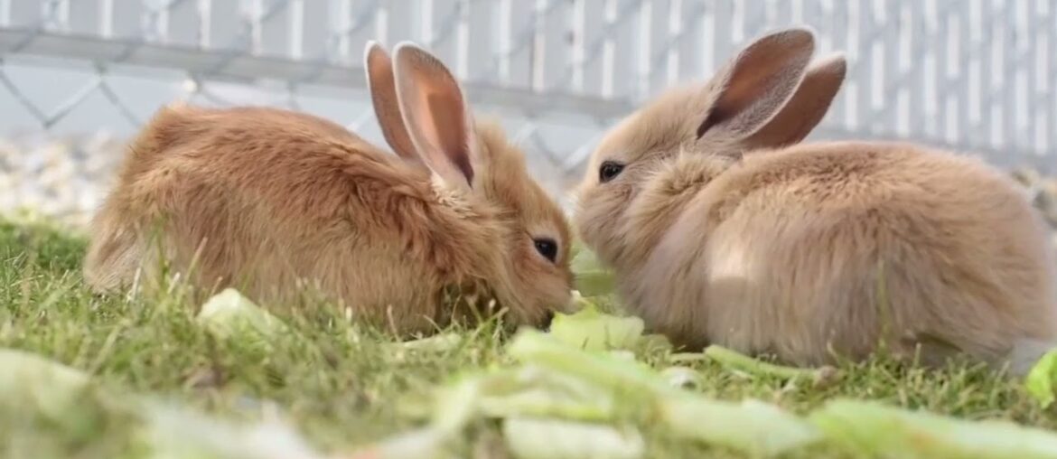 The most adorable rabbit you haven't seen yet | so cute bunny rabbit !
