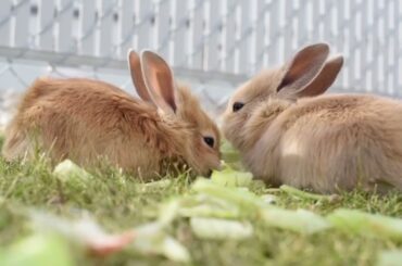 The most adorable rabbit you haven't seen yet | so cute bunny rabbit !