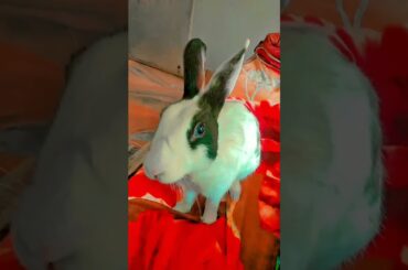 # Trained Bunny # Cute Rabbit # Funny Video
