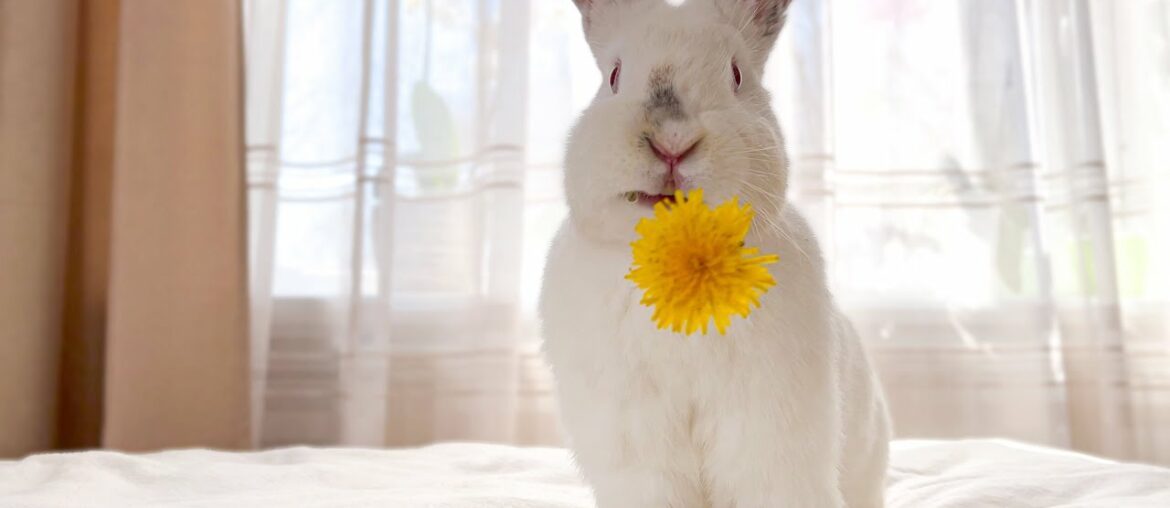 Cute giant Rabbit eating dandelion flowers