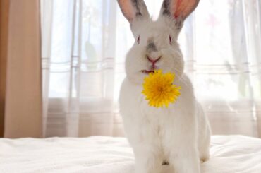 Cute giant Rabbit eating dandelion flowers