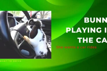 Cute Bunny Playing She Wants Drives Car Funny Rabbit Bunny Video
