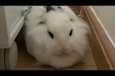 Cute Bunny Flop - Stress Relief | Lily Bobtail