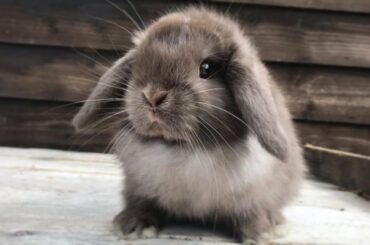 Cutest Bunnies In The World - Cutest Baby Bunnies - Cute Bunny Dancing - Cute Rabbit Videos