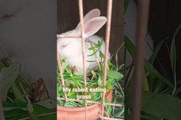 my cute rabbit