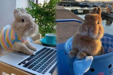 Funny And Cute Baby Bunny Rabbit Videos - Funny Baby Bunny Rabbit Videos - Baby Animal Video 2021