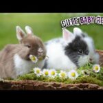 Cute Baby Rabbits playing, Feeding Activities Banny Rabbits Soft Baby Rabbits Love Rabbits