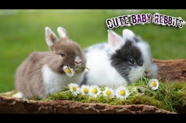Cute Baby Rabbits playing, Feeding Activities Banny Rabbits Soft Baby Rabbits Love Rabbits