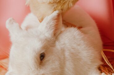 Funny and Cute Baby Bunny Rabbit Videos Baby Animal Video Compilation 2021|Rabbit|Cute Baby #Bunny