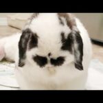 Cute bunny cleaning his face with a little surprise